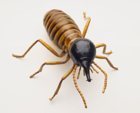 How to Prevent Termites and Get Rid of Them