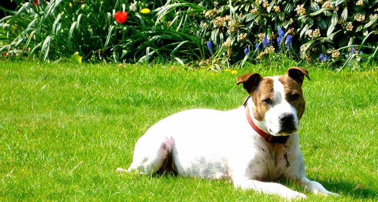 How to Repel Furry Friends from Your Garden