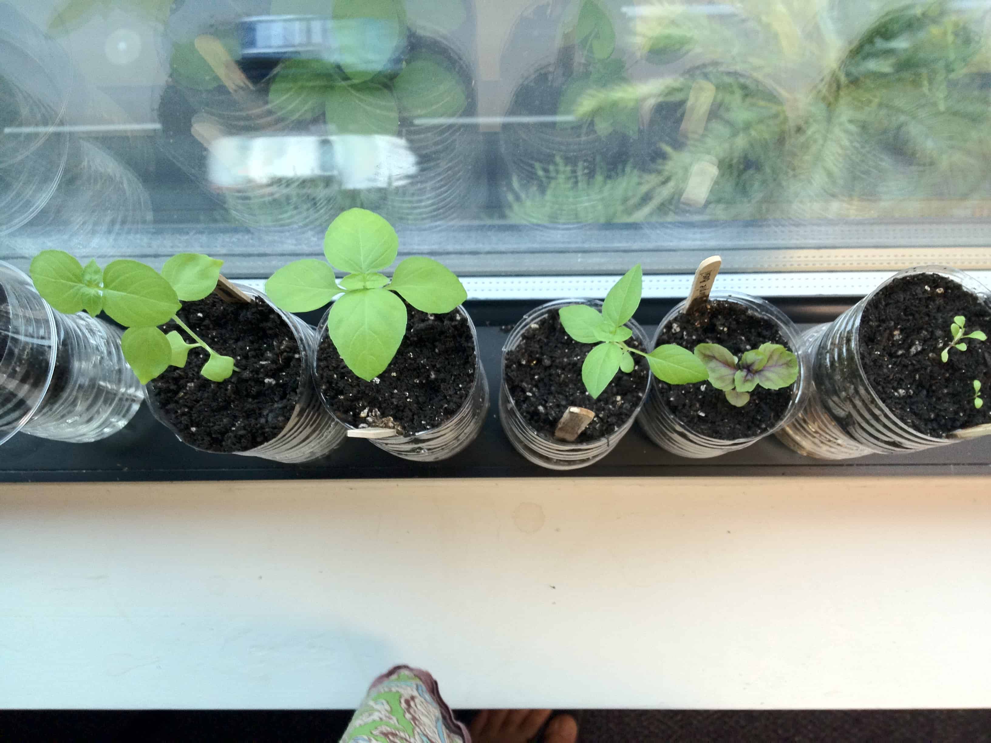 How to Start a Windowsill Herb Garden
